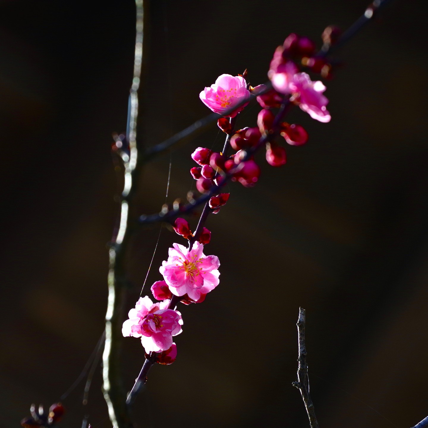 平野部では桜の開花が騒がれていますが、標高５００mの農村かさぎではヒアたらいのいい場所での梅の開花がこの頃です。　　　　#pentax#農家ときどき写真家#農村 #農村かさぎ #写真家#田舎の風景#農業 #農家#集落営農 #笠木営農組合 #だんだん