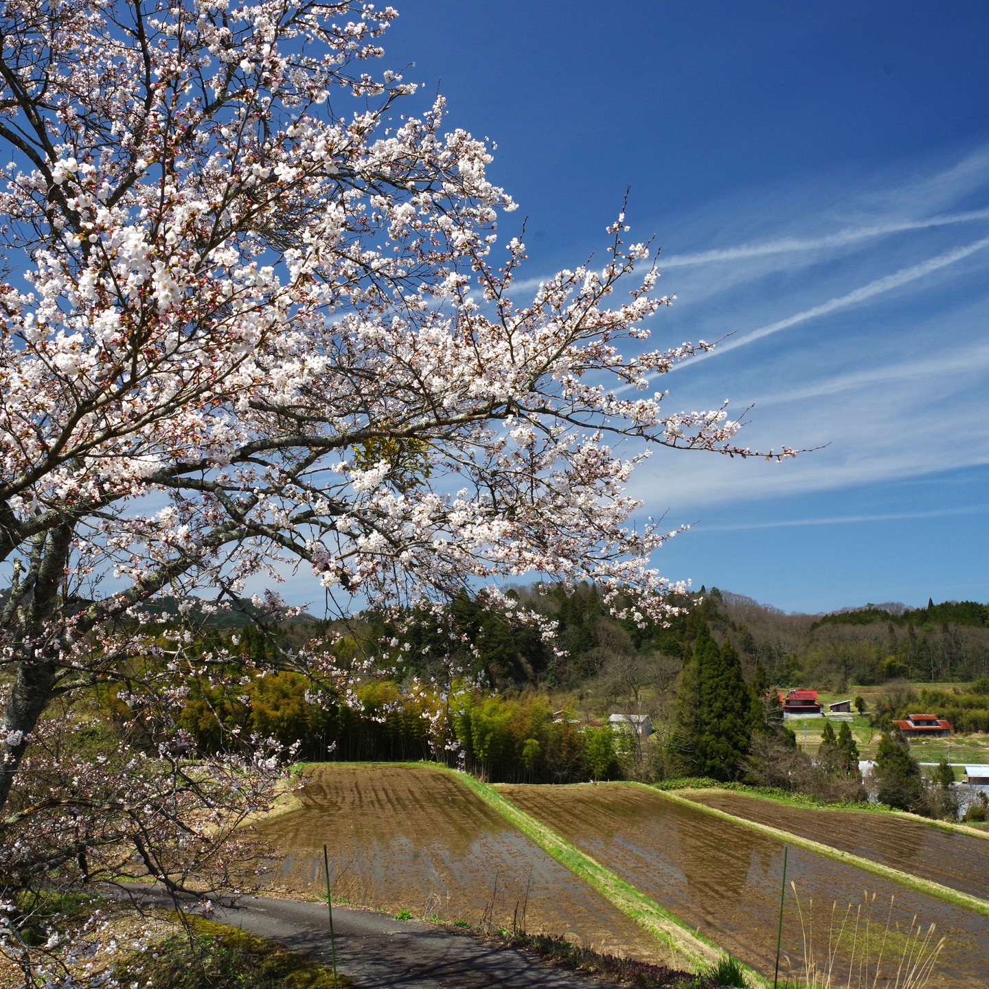 農村かさぎにも春が来た！　今年は遅い桜も、早い桜も同時に咲きました。これも異常気象でしょうか？？？　今日はお米の納品に米子を周りました。米子も笠木もあまり差がない状況でビックリしました。　長く人間してますがあまり記憶にないです。　　　　　#pentax#農家ときどき写真家#農村 #農村かさぎ #写真家#田舎の風景#農業 #農家#集落営農 #笠木営農組合 #だんだん