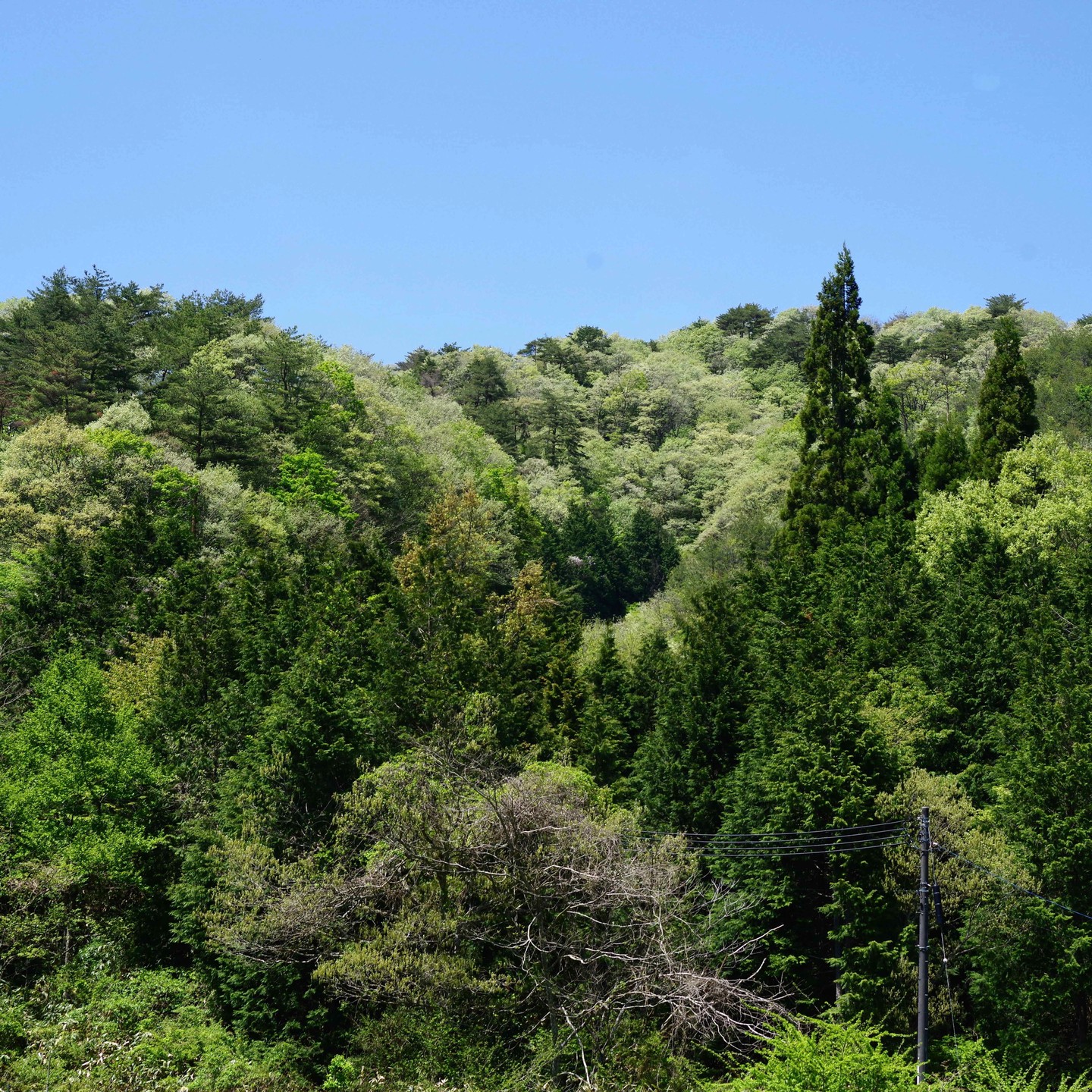 今、新緑が一番綺麗な時です。山が緑の綿帽子を被った様に見えます。　　　　　　　　#pentax#農家ときどき写真家#農村 #農村かさぎ #写真家#田舎の風景#農業 #農家#集落営農 #笠木営農組合 #だんだん