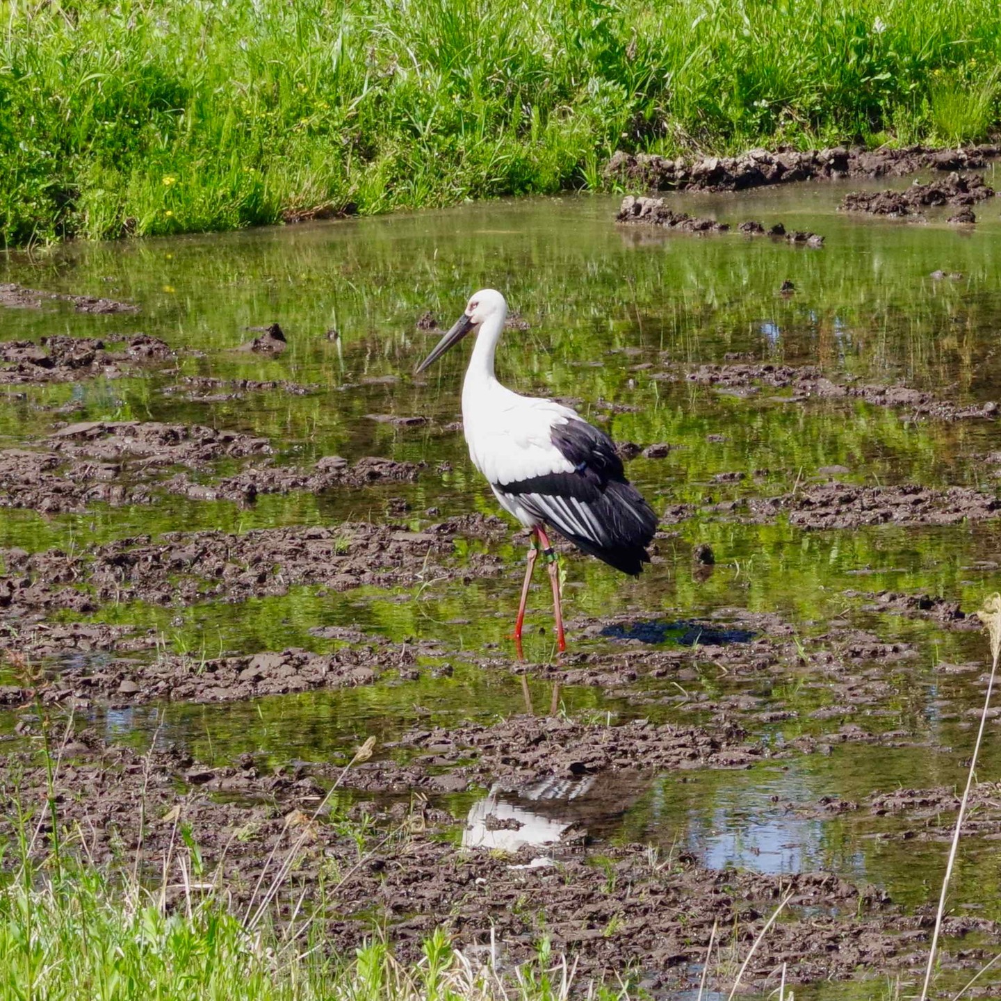 農村かさぎの圃場。　コウノトリではないでしょうか？　写真を検索すると、クチバシが赤い写真を見ましたが、今日見たものは黒でしたがよく似ています。脚にも金属の輪が付けられている様でした。　　　　　　　　　#pentax#農家ときどき写真家#農村 #農村かさぎ #写真家#田舎の風景#農業 #農家#集落営農 #笠木営農組合 #だんだん