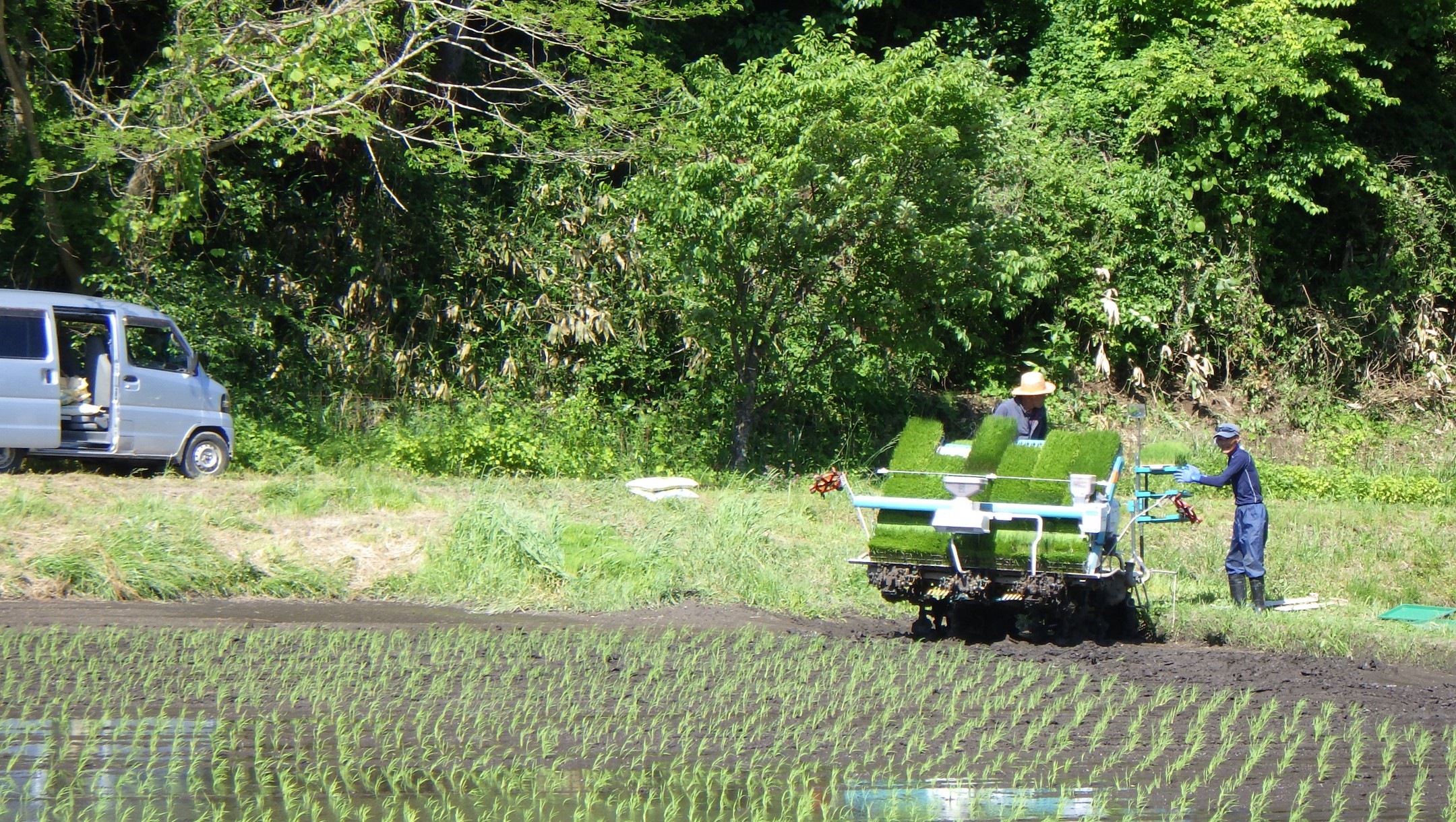 ３０日で「農村かさぎ」の田植えも無事終わりました。今年は苗を高温にやられ（トリコデルマの立枯）法人仲間、個人農家、農協育苗センターに助けて頂きました。感謝に尽きません！　トラクターも一瞬のやすみ。終わった箱の洗浄に掛かりました。　早速にサギが飛来、移植後の苗を踏みます。　　　　　#pentax#農家ときどき写真家#農村 #農村かさぎ #写真家#田舎の風景#農業 #農家#集落営農 #笠木営農組合 #だんだん