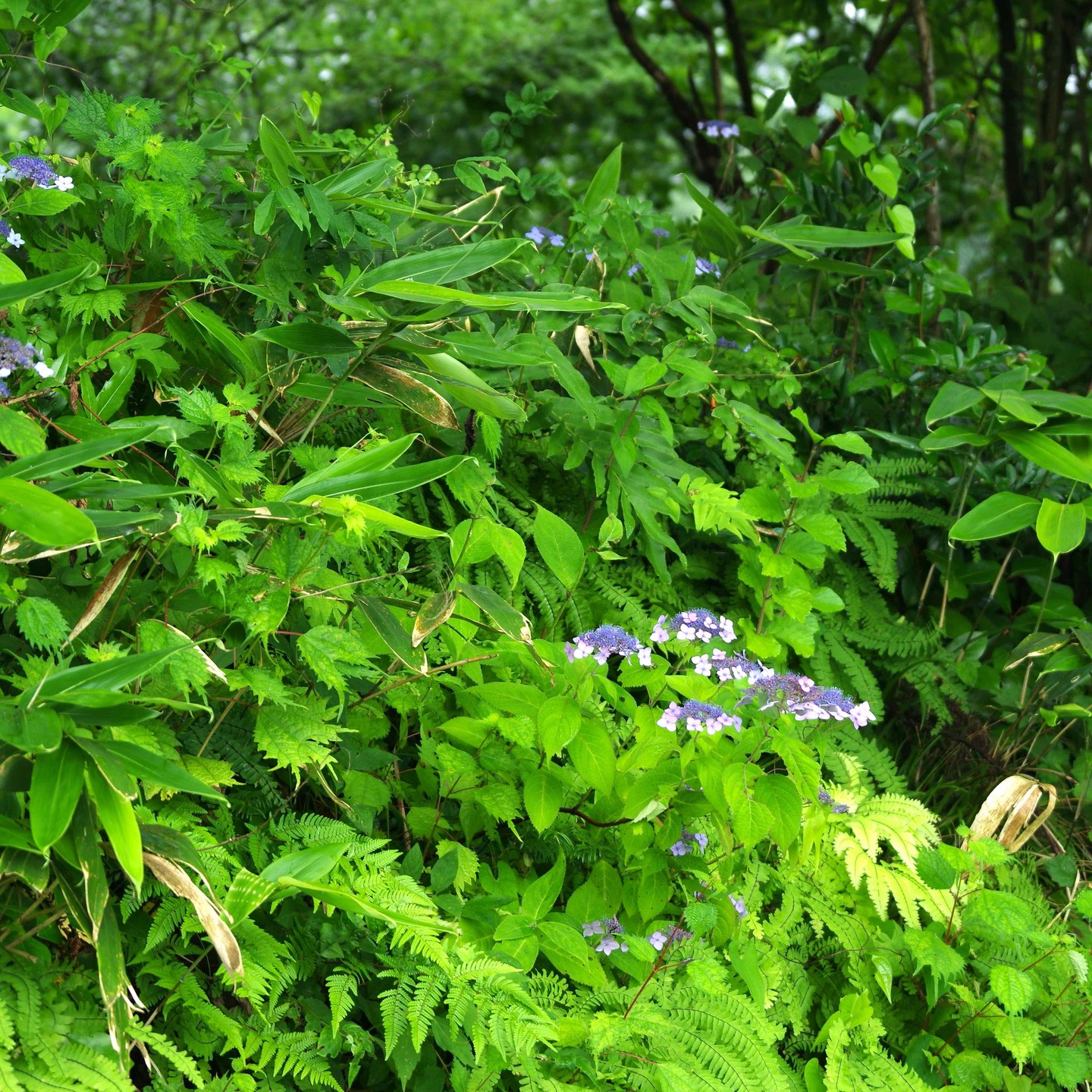 農村かさぎの自然。　雨のため除草剤散布も中止。梅雨時を散策してみました。　　　　野生の紫陽花を見つけました。　今まで見過ごしていたのかも知れません。　　　　　　#pentax#農家ときどき写真家#農村 #農村かさぎ #写真家#田舎の風景#農業 #農家#集落営農 #笠木営農組合 #だんだん